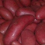 hlízy červenoslupkých raných brambor odrůdy Belarosa
