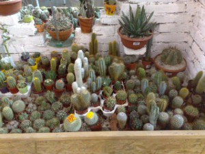 nové variace kaktusů, cikcak kaktus