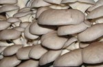 jarní houby