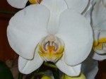 bílá orchidej 3