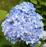 hortenzie modra