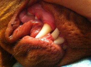 zubní kámen psů