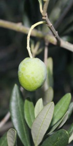 olivovnik