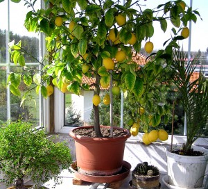 zazimovani citrusu