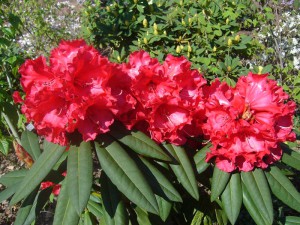 rhododendrony