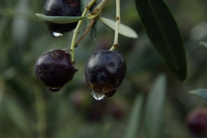 zrale olivy