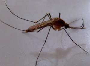 otravni komari