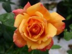 růže Sutterovo zlato – Sutter´s gold