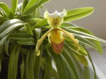 žlutá orchidej