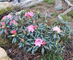 kyselomilne rhododendrony