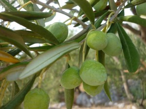 olivy na strome