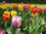 tulipanove zahony