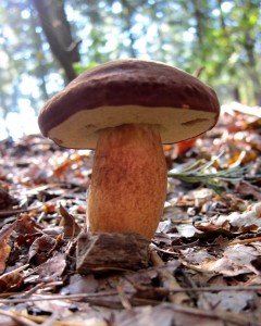 houbova sezona