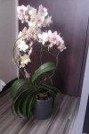obri orchidej