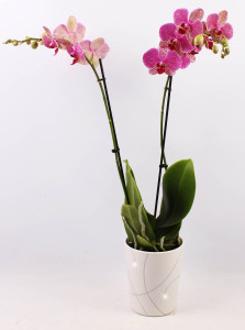 orchideje tesco