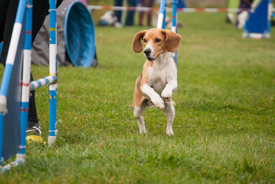 agility beagle
