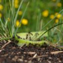 mravenci v travniku