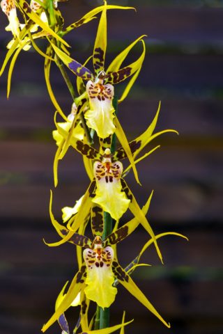 orchidej brasie
