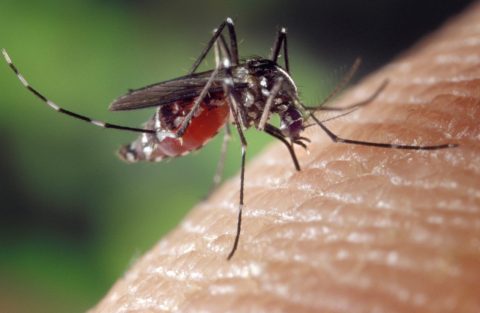 komar repelent prirodni