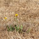 obnova sucheho travniku