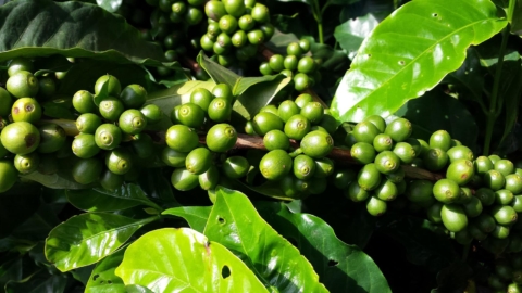 zelena kava
