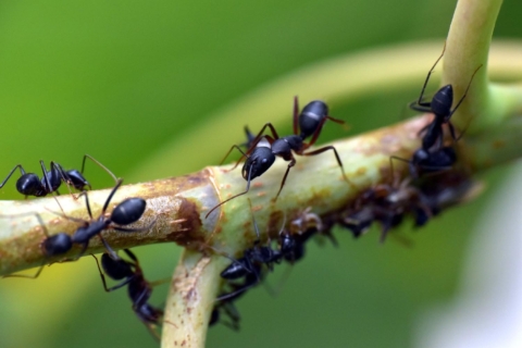 mravenci v zahrade