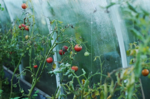 rajcata ve skleniku na podzim